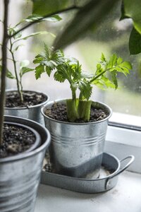 Herb homemade cook