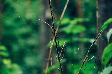 Free stock photo of bush, stick photo