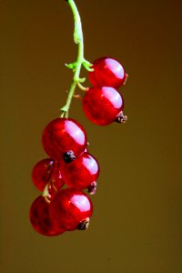 Red Currants Fruit in Close-up Photography photo