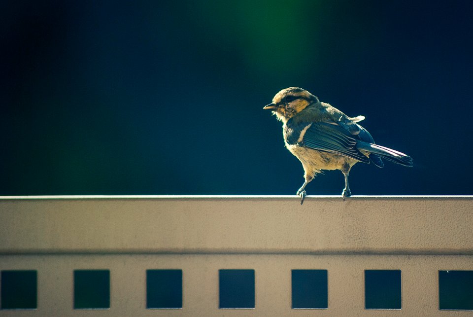 Selective Focus Photography of Tit Bird Perching on White Metal Wall