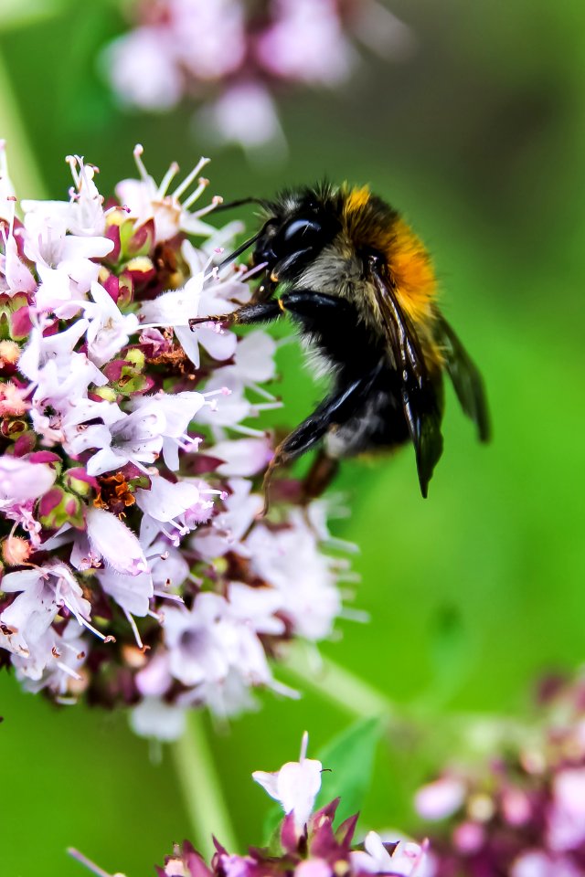 Closeup Photo of Bumble Bee on White Petaled Flowers