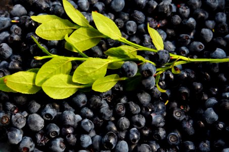 Close-up Photography of Blueberries photo