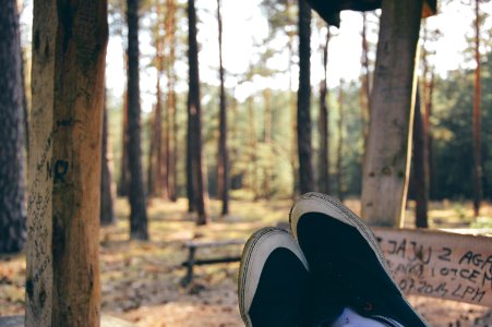 Free stock photo of forest, relaxation, rest photo