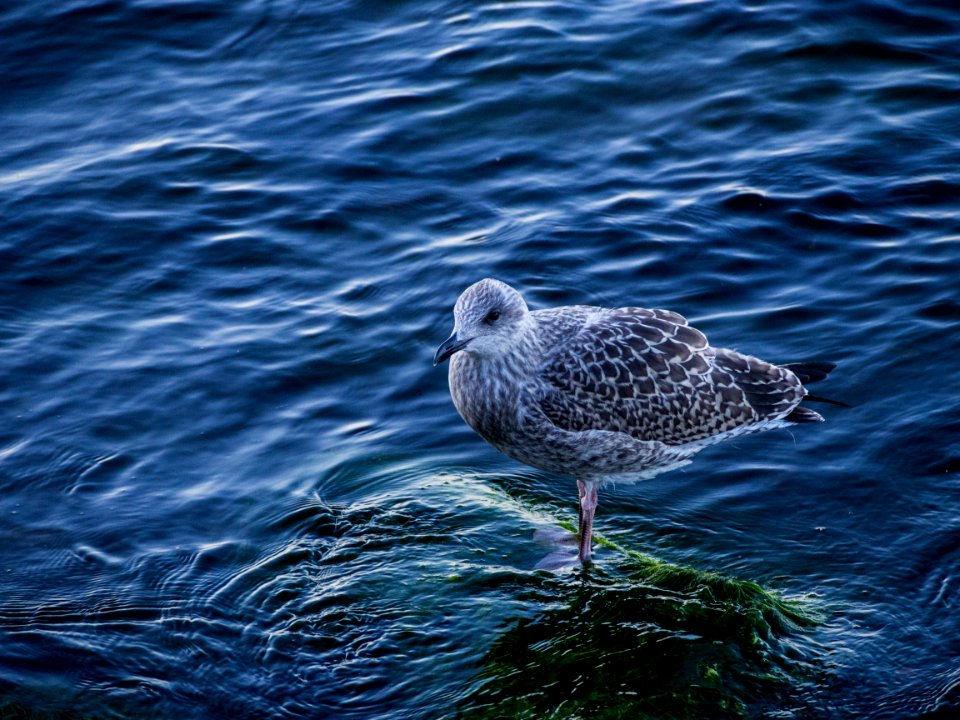 Gray Bird Standing on Green Surface over Clear Water