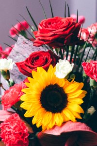 Free stock photo of flowers, roses, sunflower photo