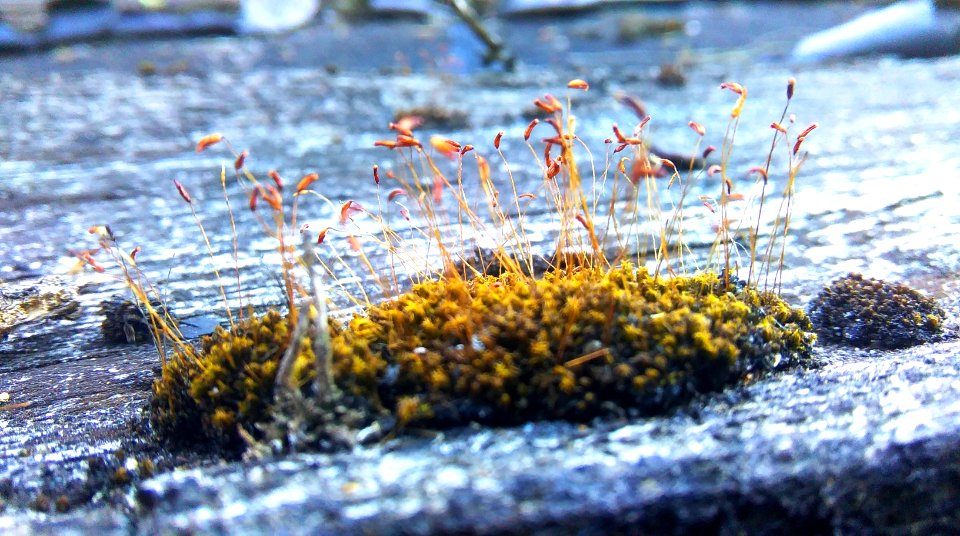 Free stock photo of moss
