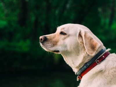 Selective-focus Photography of Yellow Labrador Retriever With Black and Red Dog Collar photo