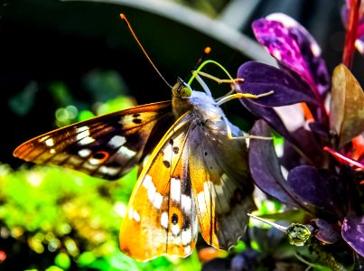 Closeup Photo of Brown and White Butterfly on Purple Leaves photo