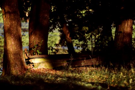 Free stock photo of boat, trees