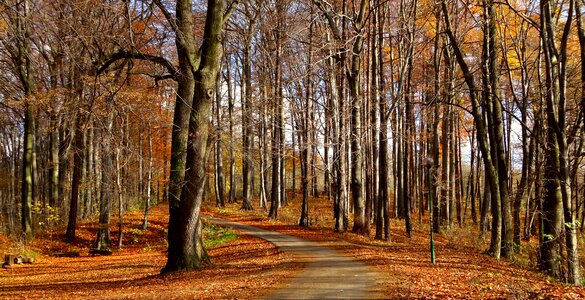 Landscape nature the national park
