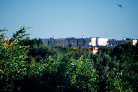 Free stock photo of landscape, scenery, trees