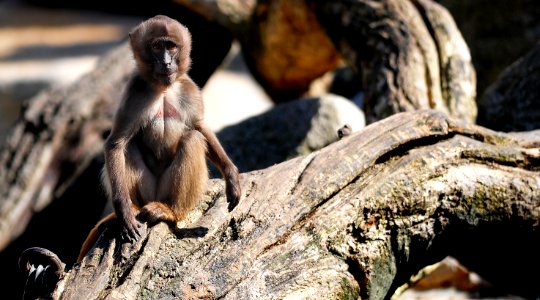 Monkey Sitting on Tree Log photo