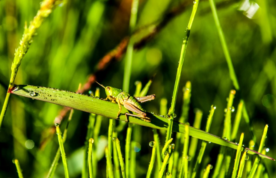 Free stock photo of closeup, dew, drops of water