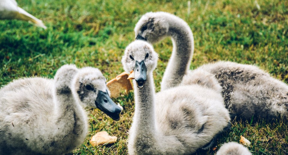 Gray Ducks Under Sunny Sky