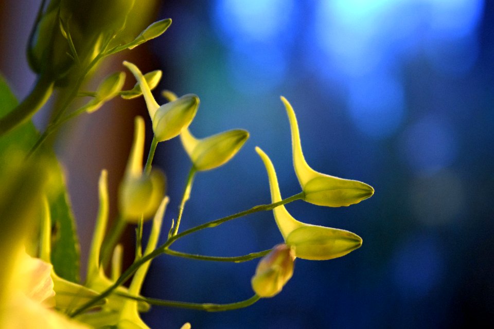 Free stock photo of flora, flowers, plant