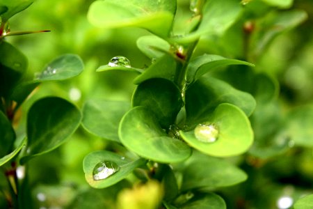 Green Leafed Plant