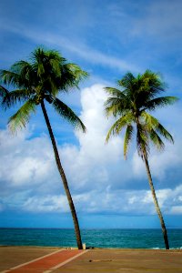 Free stock photo of clouds, ocean, palmtree photo