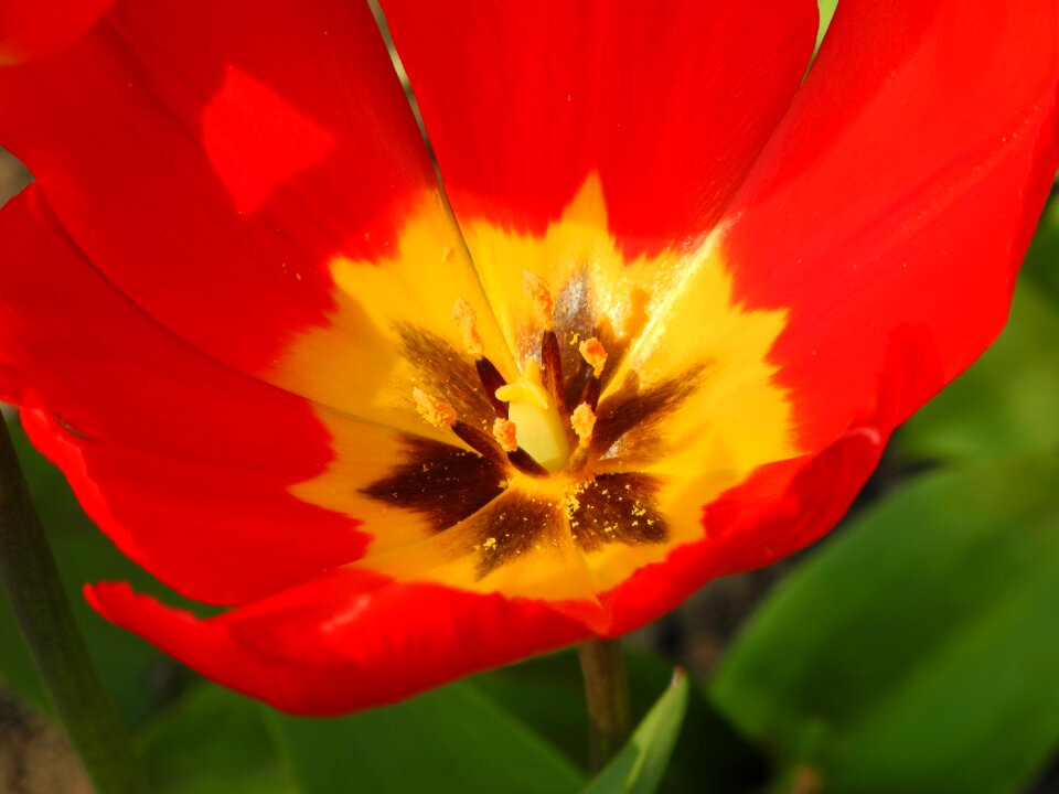 Close up early bloomer tulip