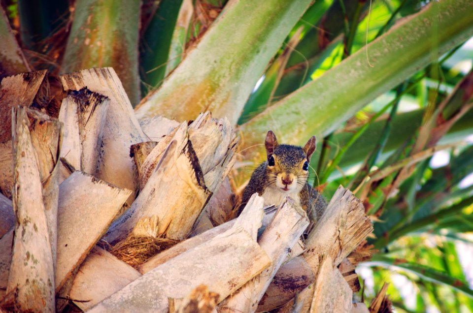 Free stock photo of palm tree, squirrel, theme layers photo