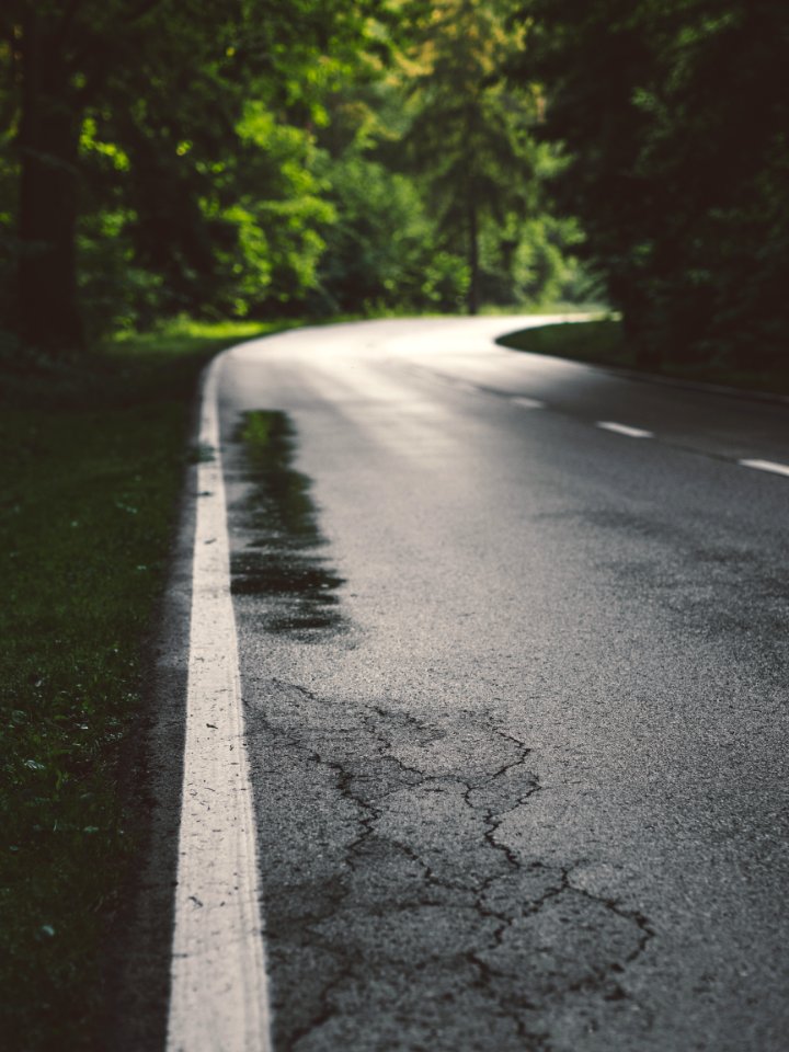 Road Between Tall Trees photo