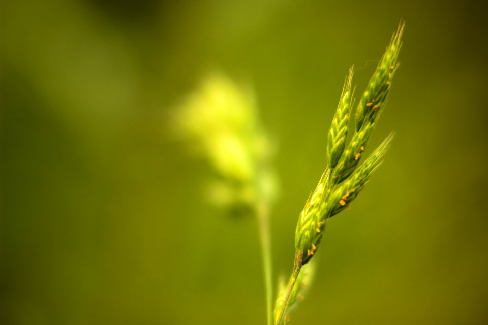 Free stock photo of blade, macro, nature