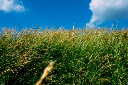 Free stock photo of grass, green, sky photo