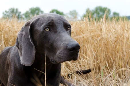 Animal snout pet photo