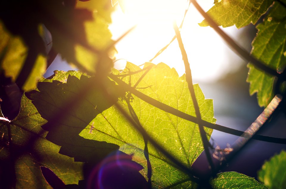 Free stock photo of ivy, light, night
