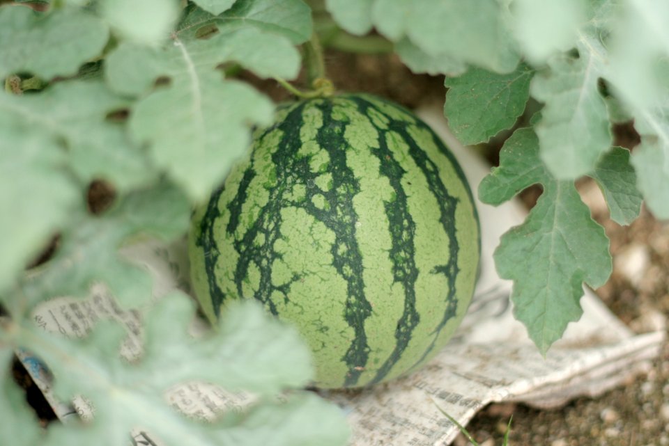 Free stock photo of food, green, healthy