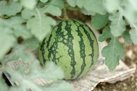 Free stock photo of food, green, healthy photo