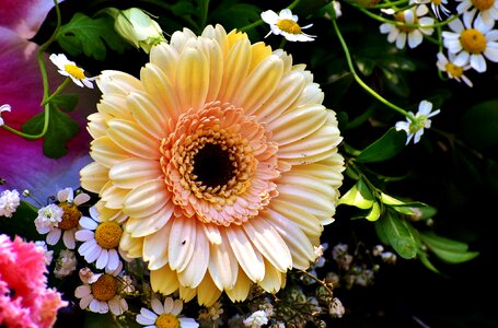 Plant bouquet colorful photo