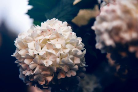 Free stock photo of flowers, garden, plant