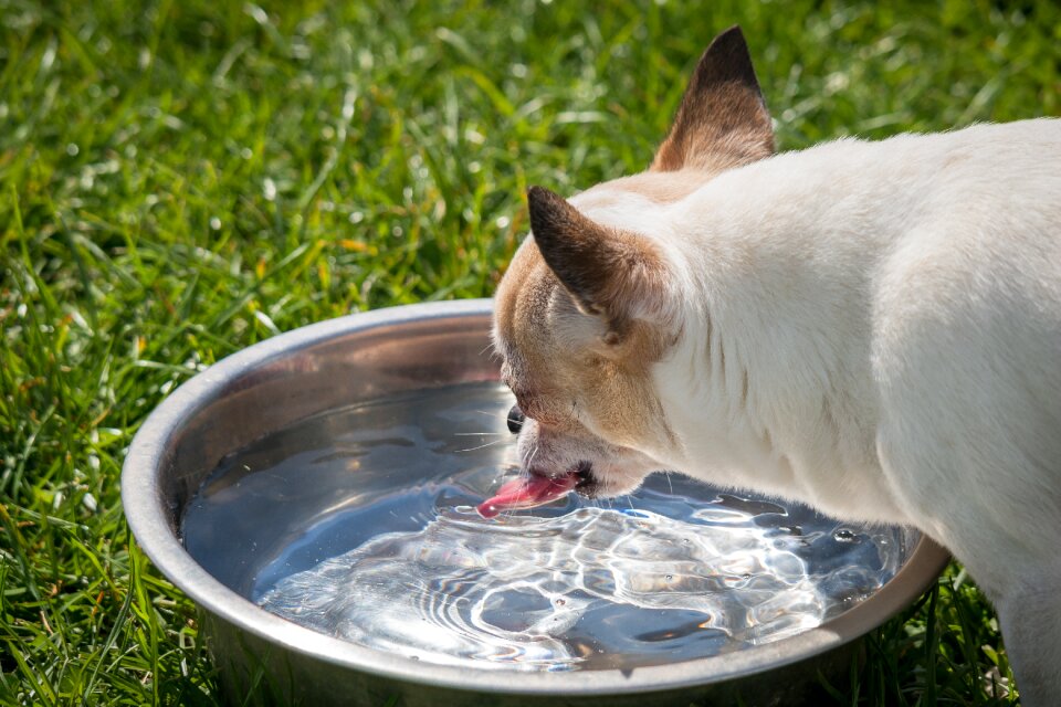 Tongue drink thirst