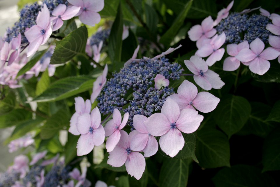 Free stock photo of flower, hydrangea, nature