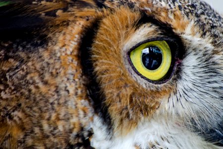Close-up Photography of Owl Eye photo