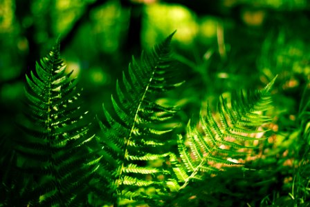 Free stock photo of fern, forrest, nature