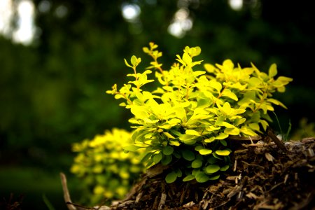 Close-up Photography of Yellow Leaf Plant photo