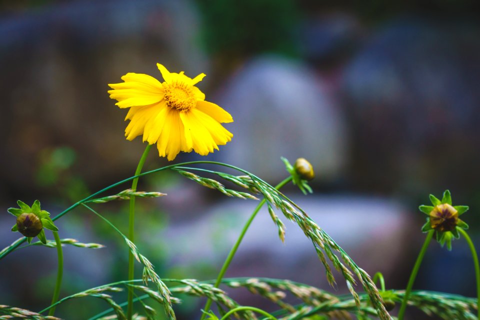 Free stock photo of bulb, closeup, flower photo