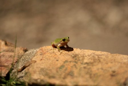Frog on Brown Stone photo