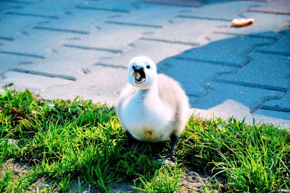 Free stock photo of eating, grass, swan