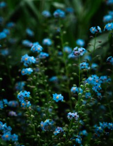 Free stock photo of blue, flower photo
