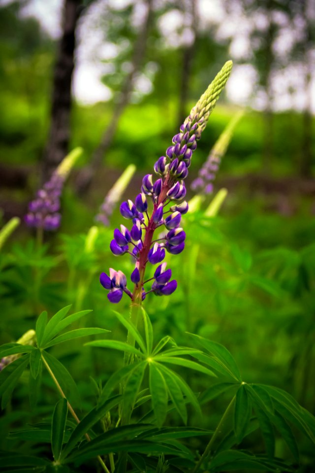 Free stock photo of flower, flowers, nature