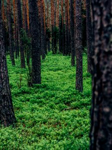 Free stock photo of forest, nature, trees