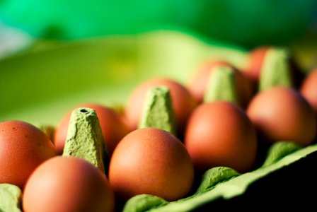 Tray of Eggs photo