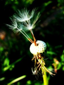 Free stock photo of dandelion, green, seeds photo