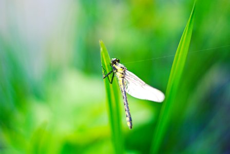 Selective Focus Photo of Yellow Damselfly on Green Leaf photo