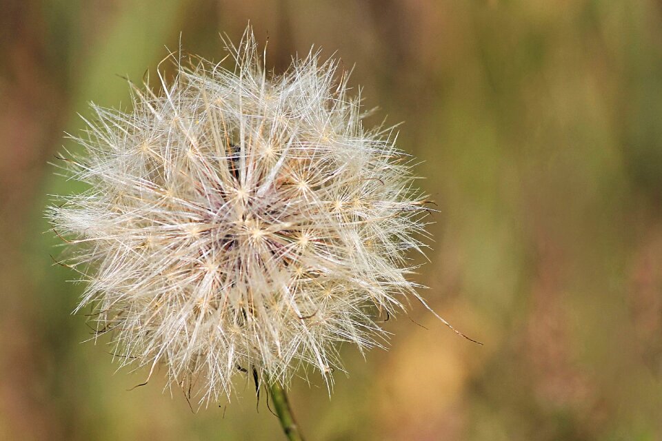 Nature seeds was thistle seed