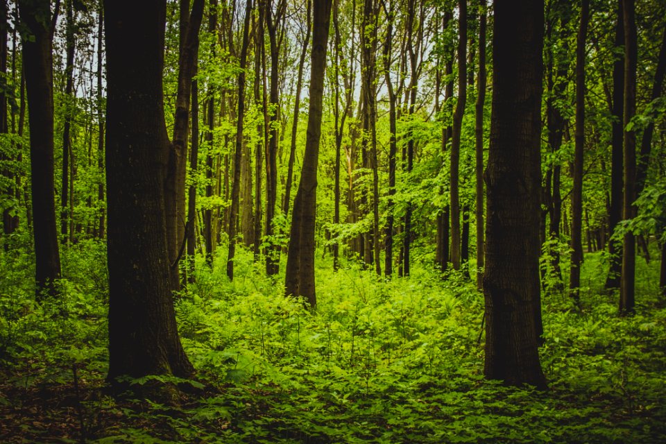 Free stock photo of forest, tree