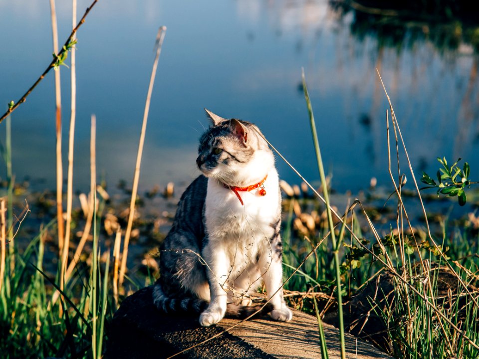 Free stock photo of animal, cat, cute