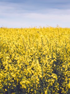 Yellow Rapeseed Flower Field photo